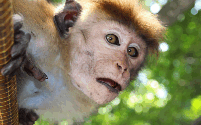 Un nuevo experimento revela que rejuvenecer es posible