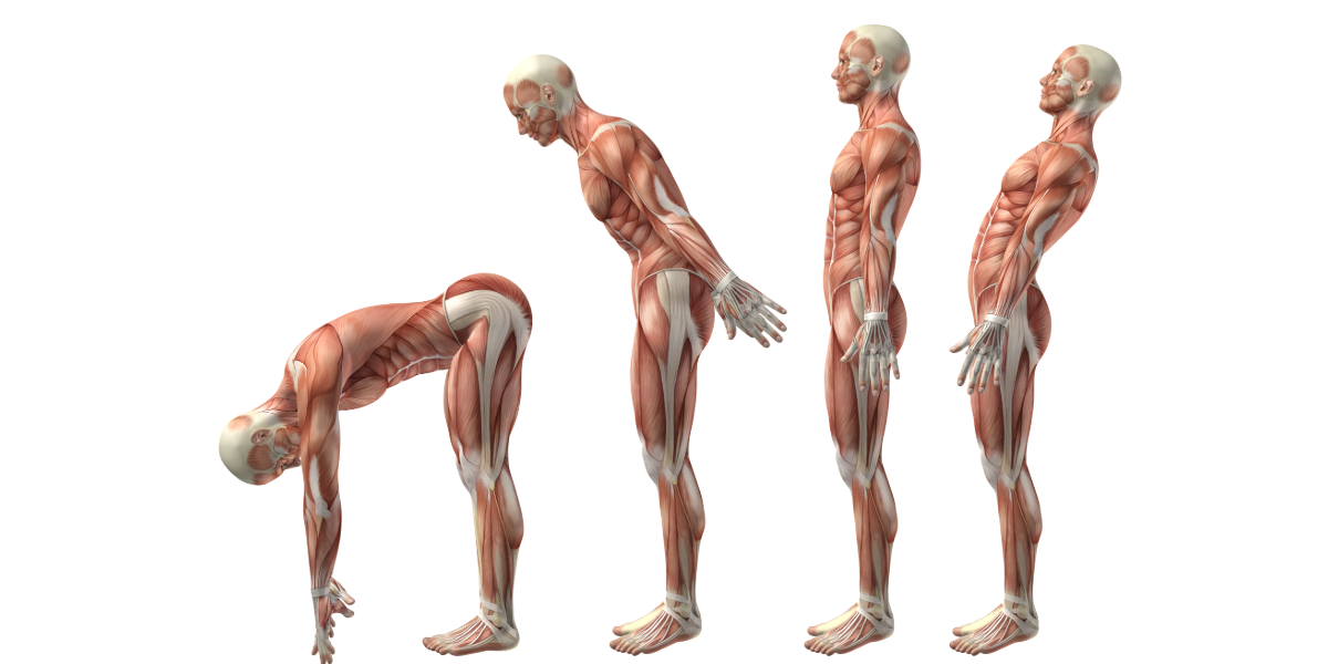 Ilustraci&oacute;n m&eacute;dica 3D con seis figuras humanas que muestran la secuencia de movimientos de flexi&oacute;n, extensi&oacute;n e hiperextensi&oacute;n del tronco para mantener la movilidad de la columna.